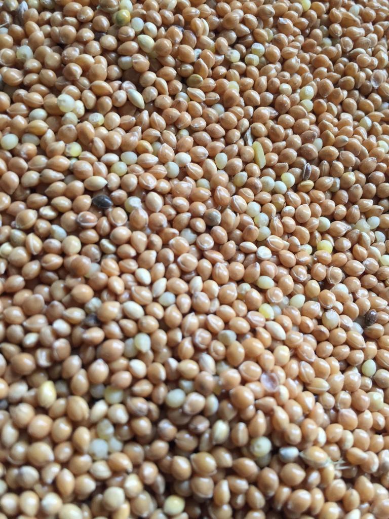 Buckwheat