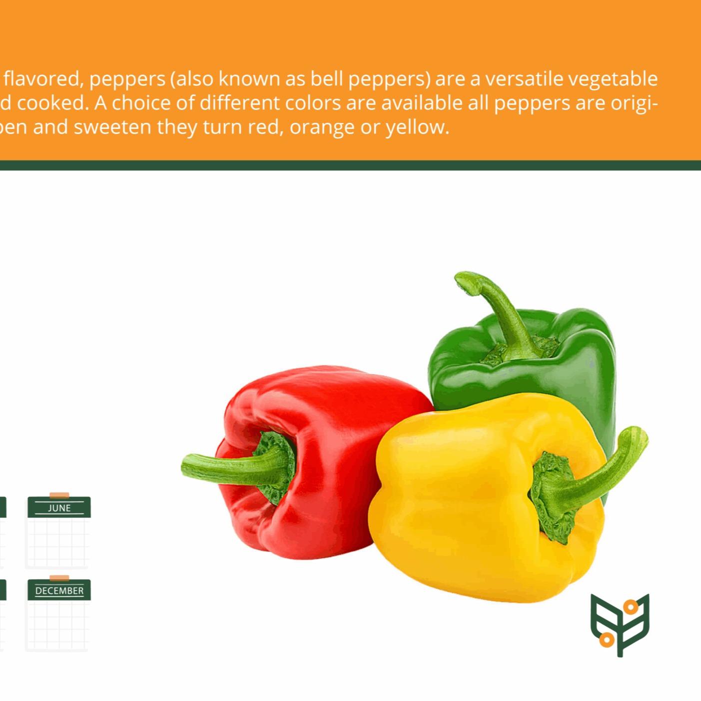 Egyptian Fresh Capsicum / Bell Peppers