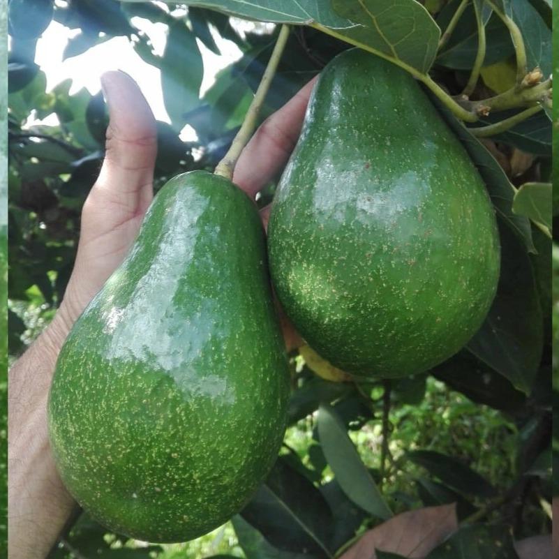 Fresh Soursop – Colombia