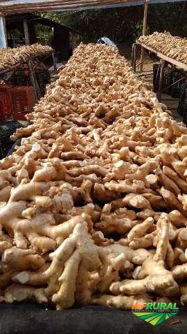 Ginger