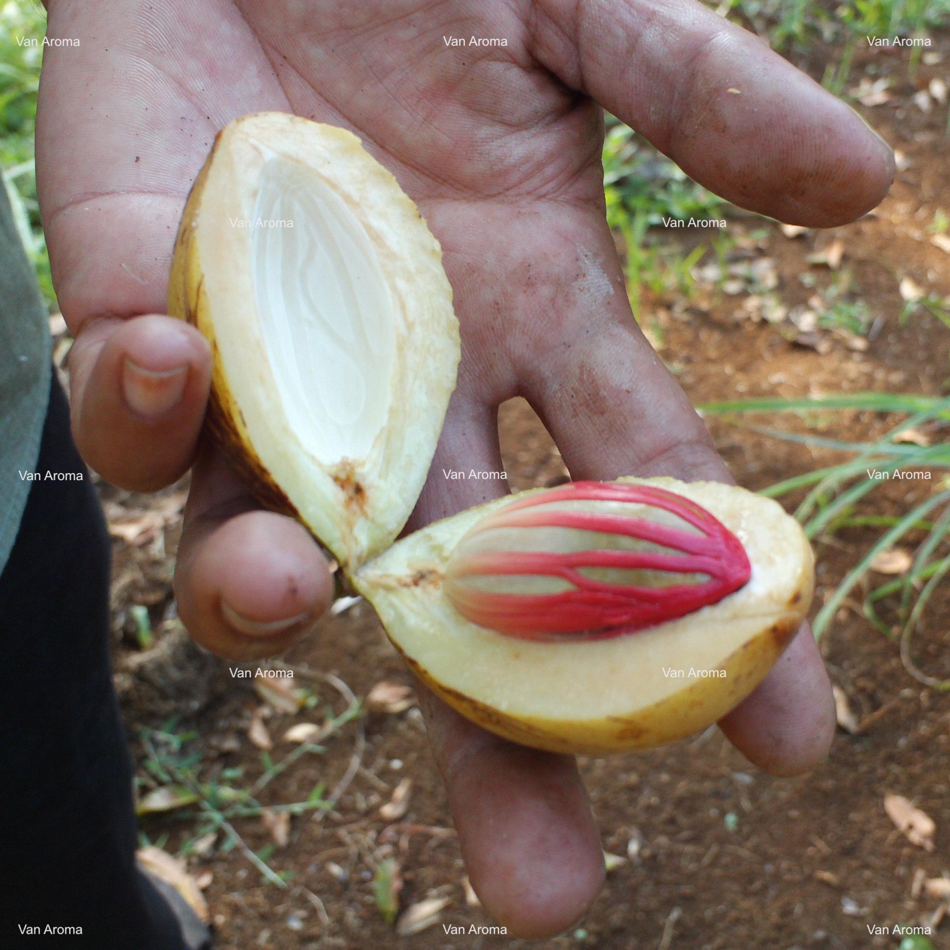 Nutmeg Oil - Van Aroma (NM-001)