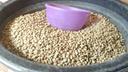 Robusta Coffee Beans