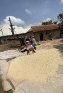 Maize grains