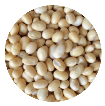 Vietnam Organic Soy Nut (Soybean)