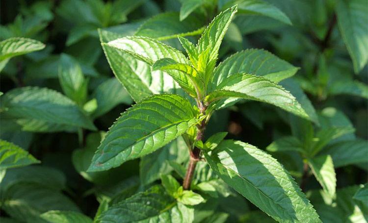 Peppermint