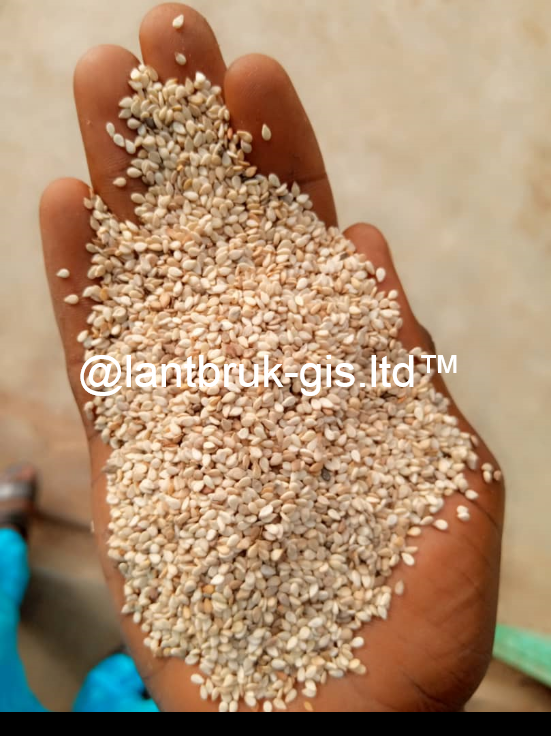 Sesame Seed