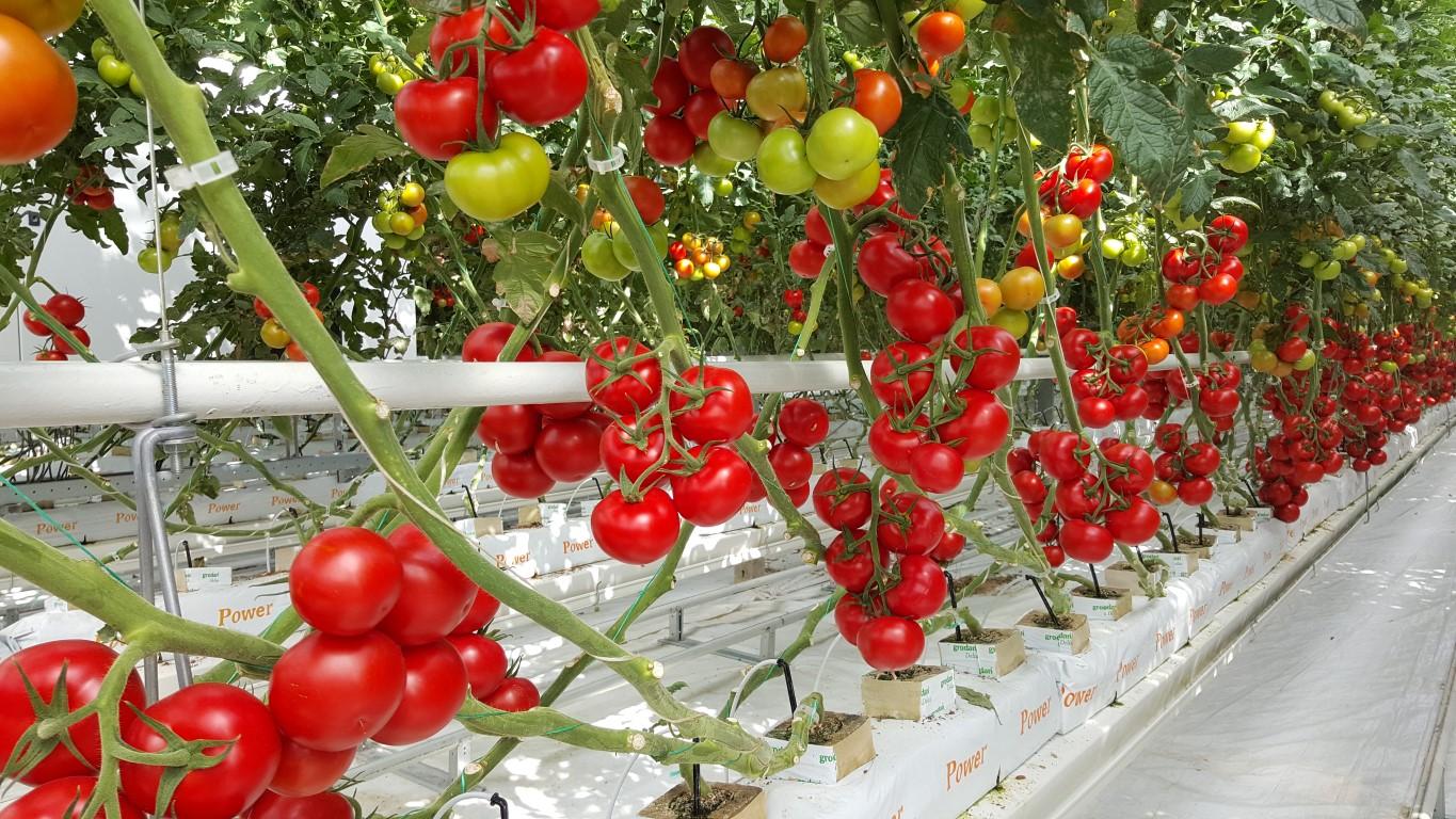Tomato