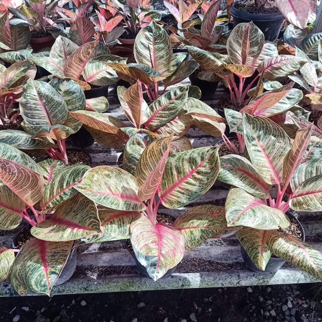 Sansevieria / Snake Plant