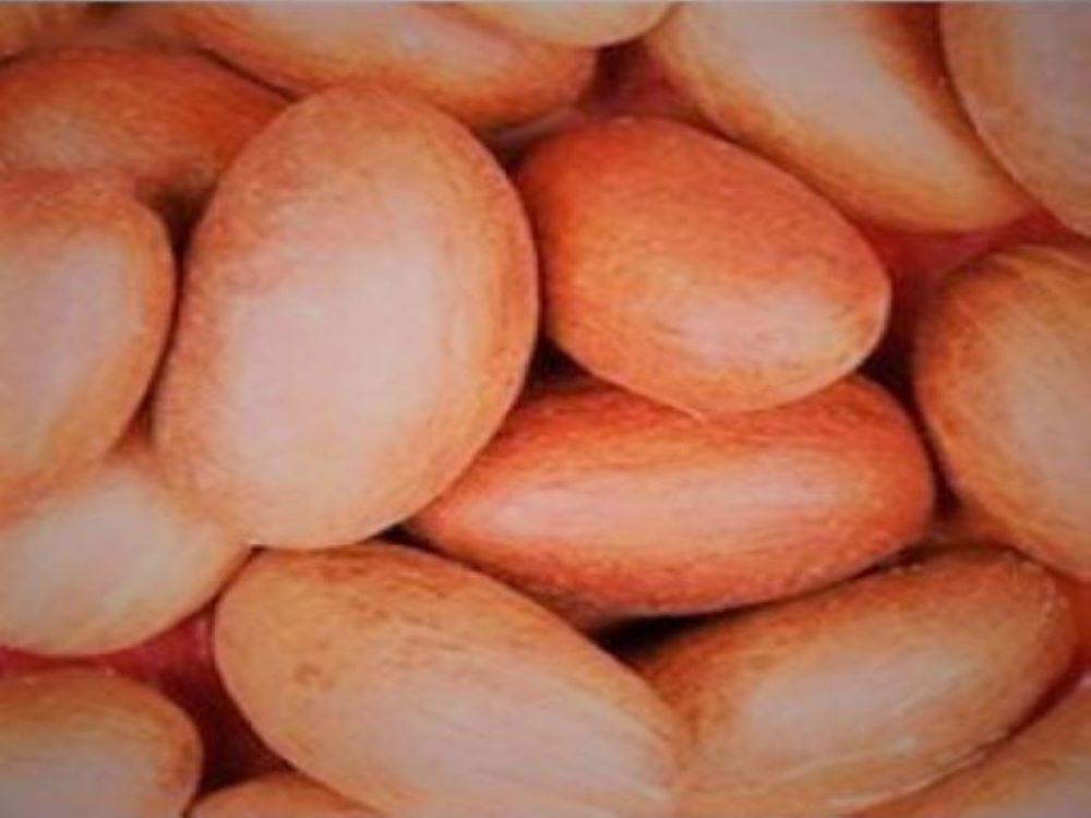 Bitter Kola Nut