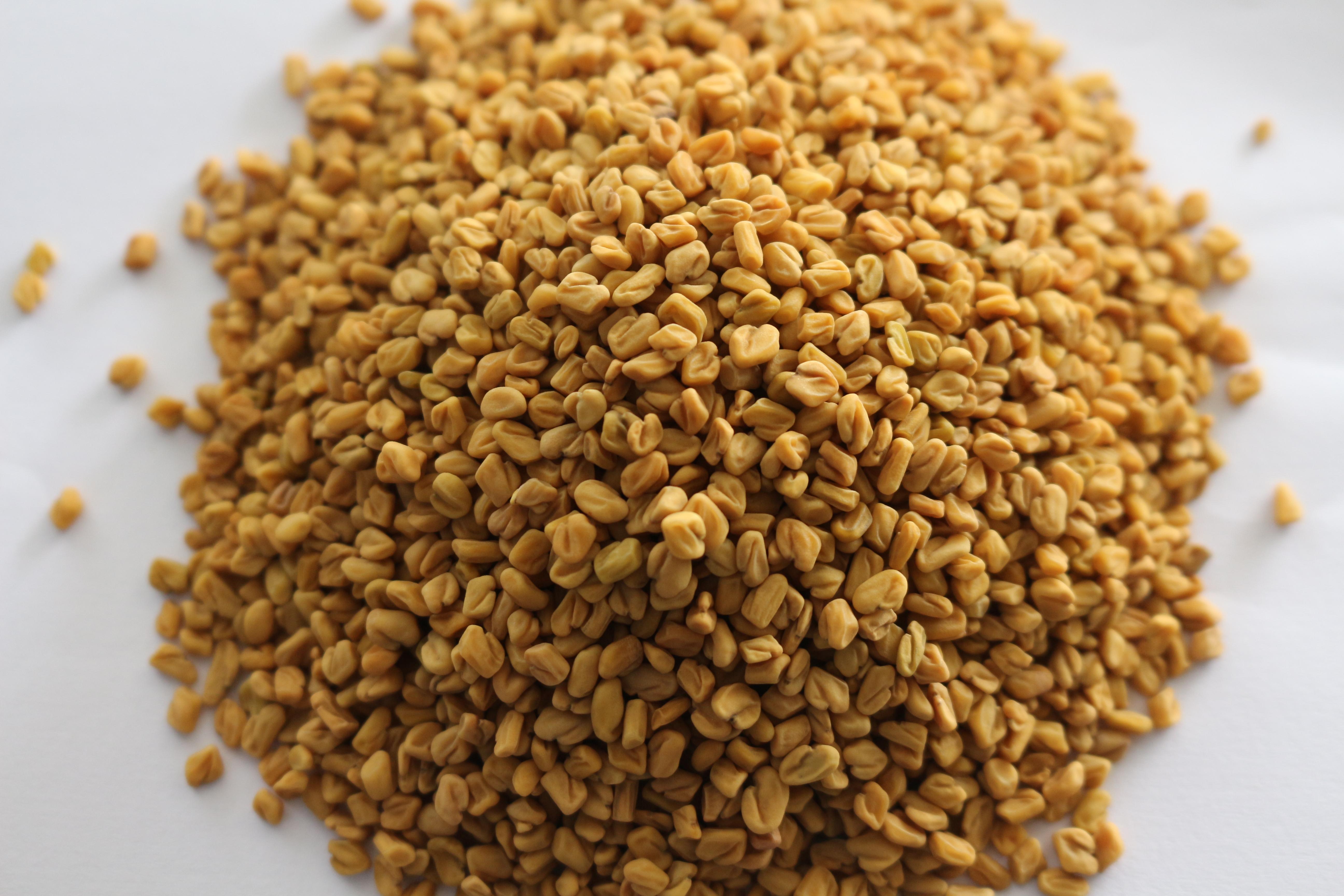 Fenugreek