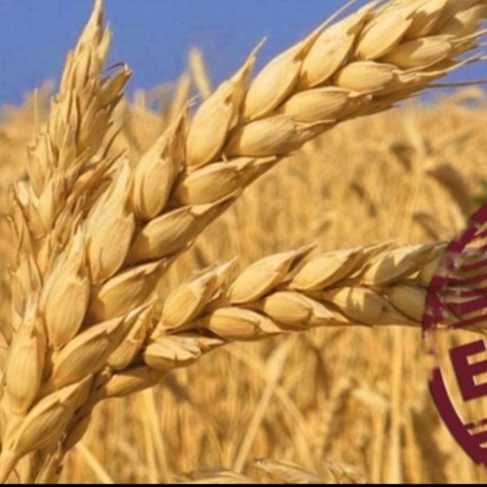 Milling Fheat protein 11.5-12.5