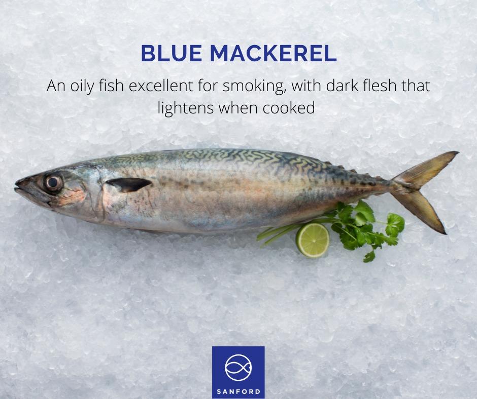 Blue Mackerel