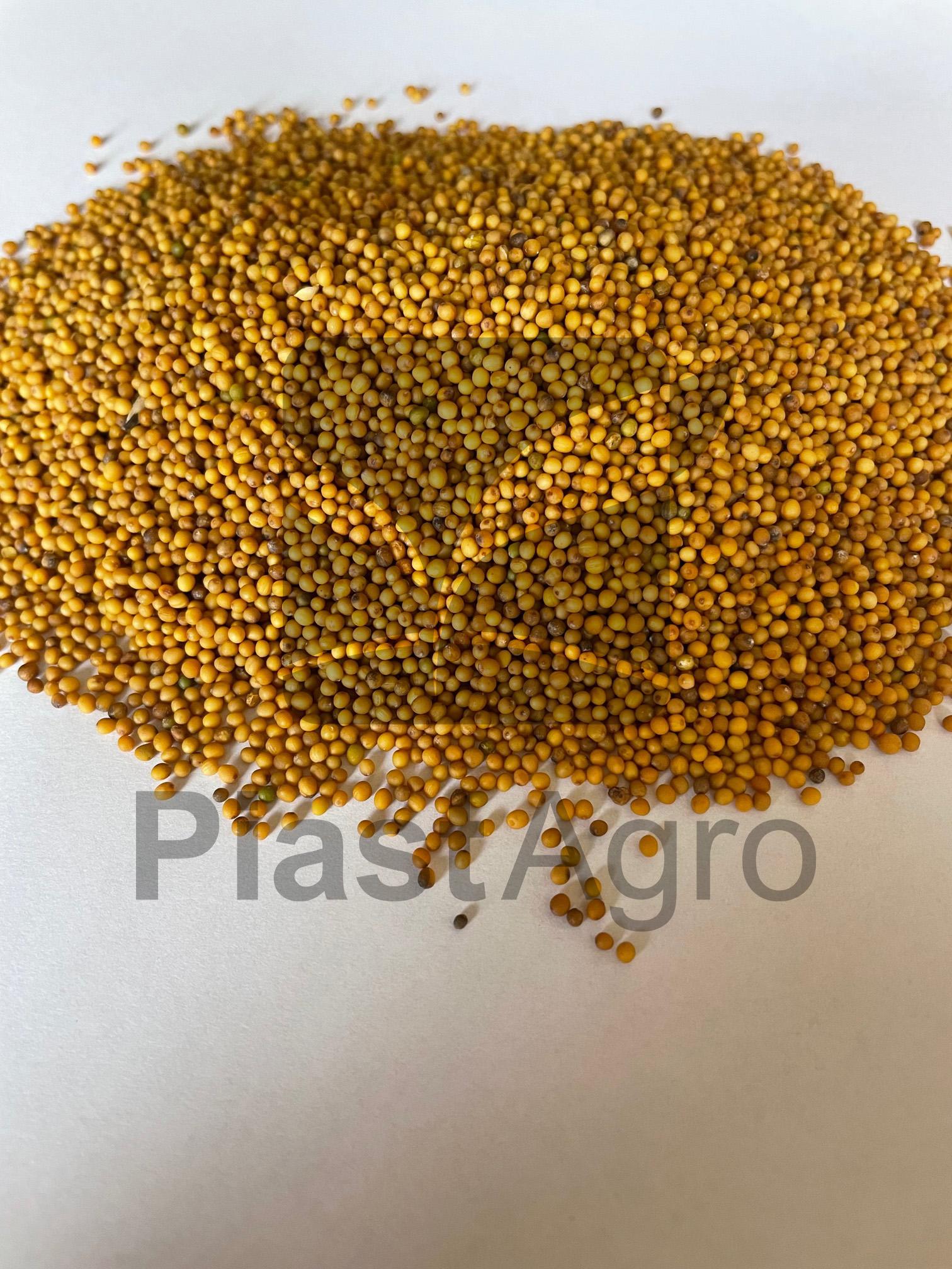 Yellow mustard seed (Sinapis Alba)