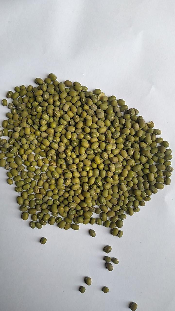 Mung bean