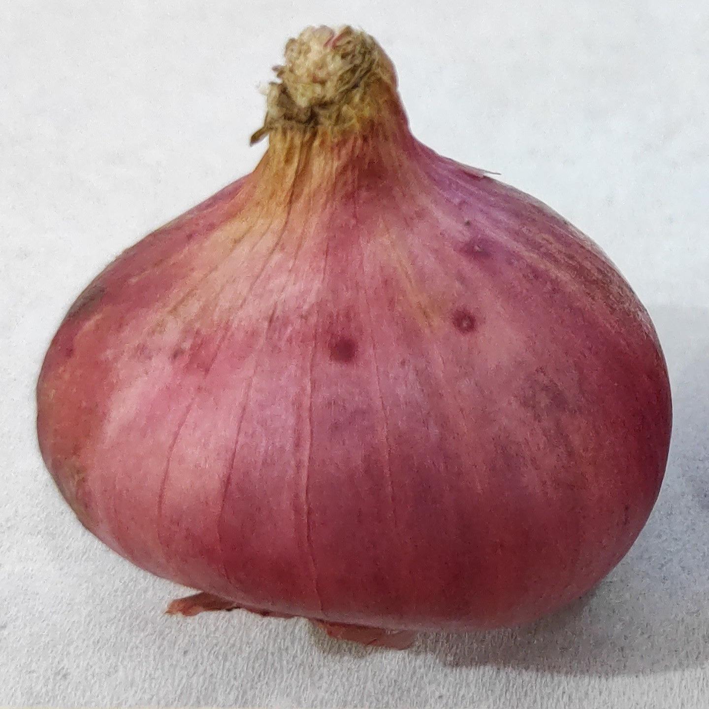 Shallot
