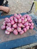 Shallot