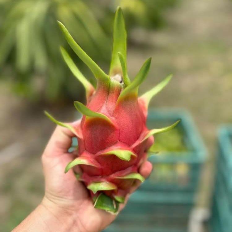 Red skin white flesh pitahaya