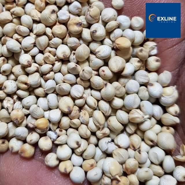 White Sorghum