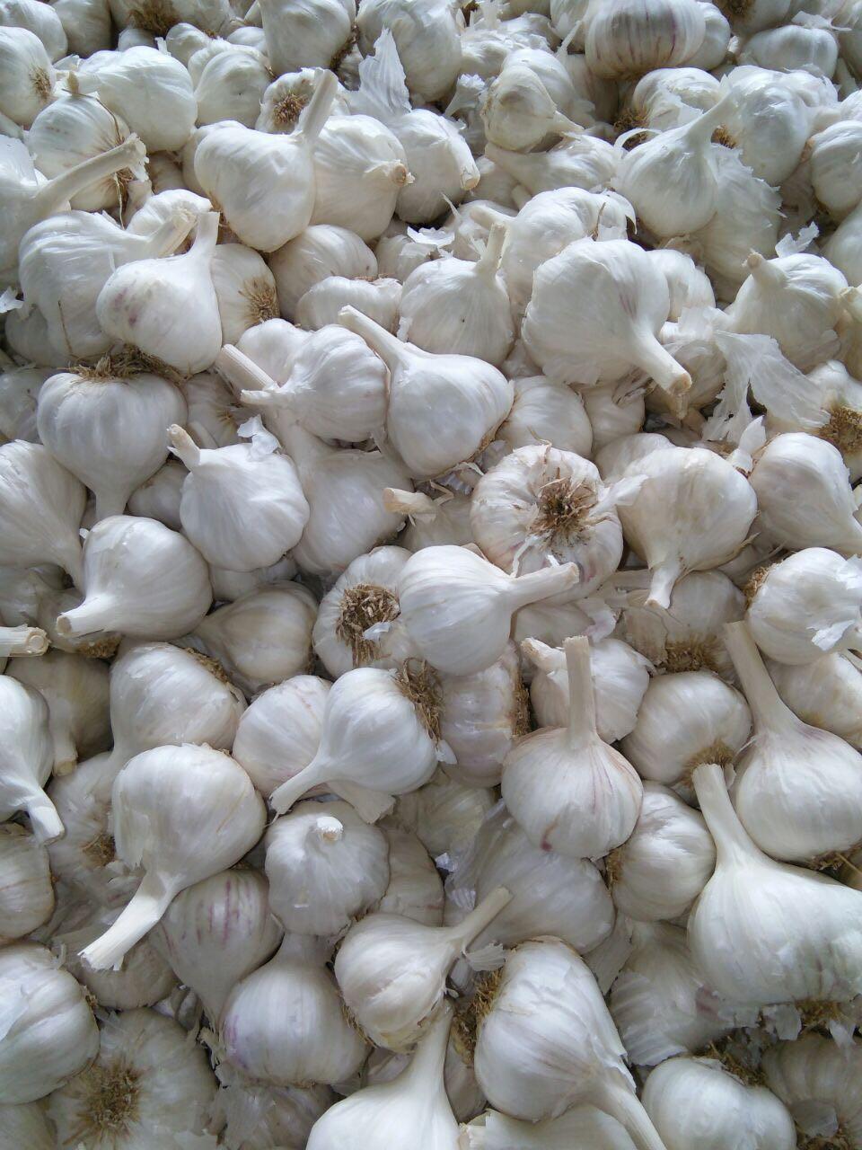 White Fresh Garlic