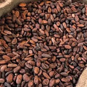 Cocoa Beans