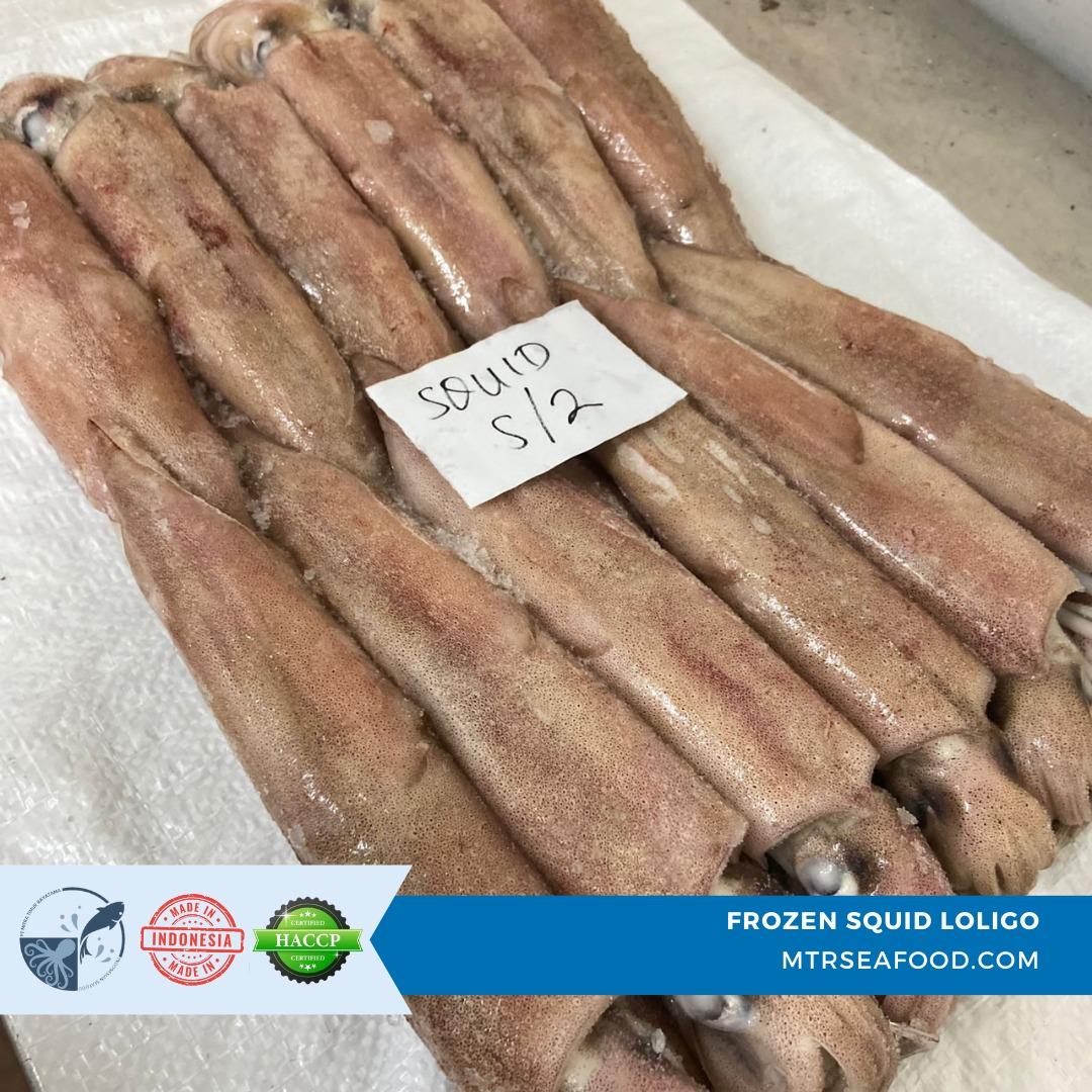 FROZEN SQUID LOLIGO BQ / IQF