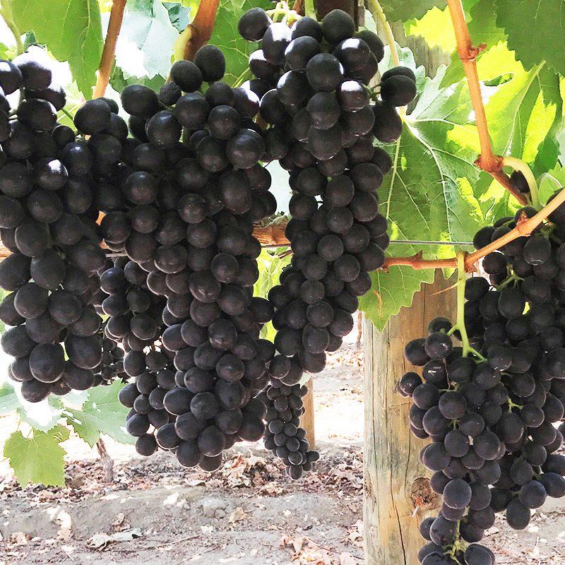 Sable Grapes