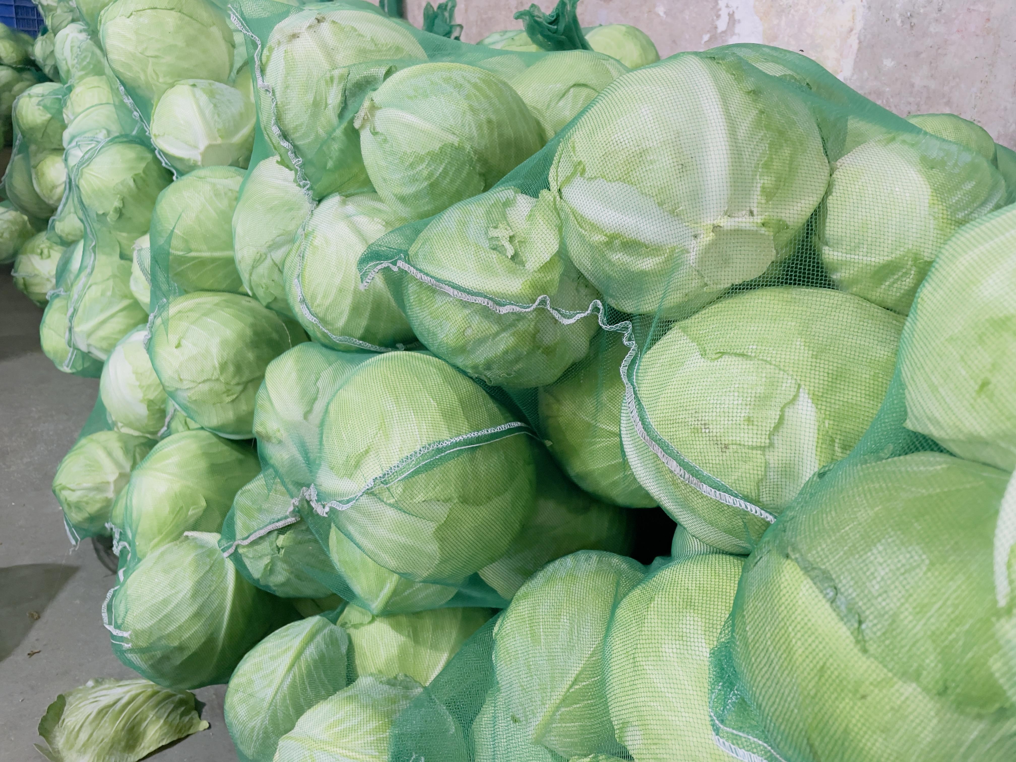 Cabbage