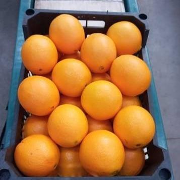 Valencia orange