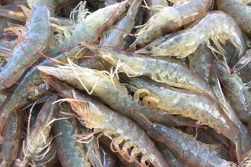 Vannemei Shrimp