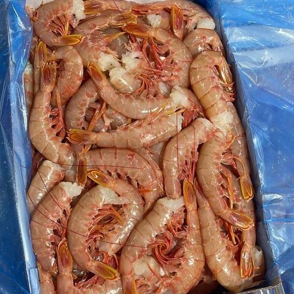 LANGOSTINO ARGENTINO PESCA 2024 (NCM  0306.17.90 - C2)