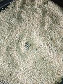 Sesame Seed