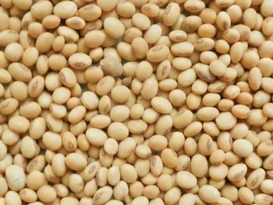 Soya Beans