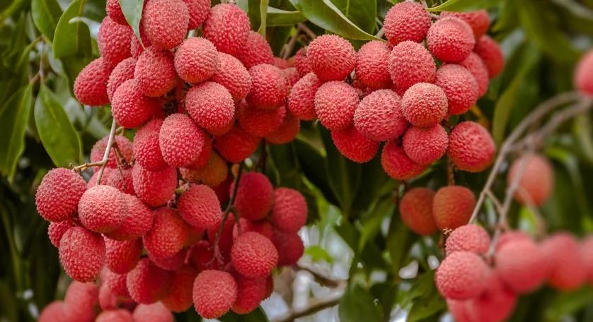 Litchi