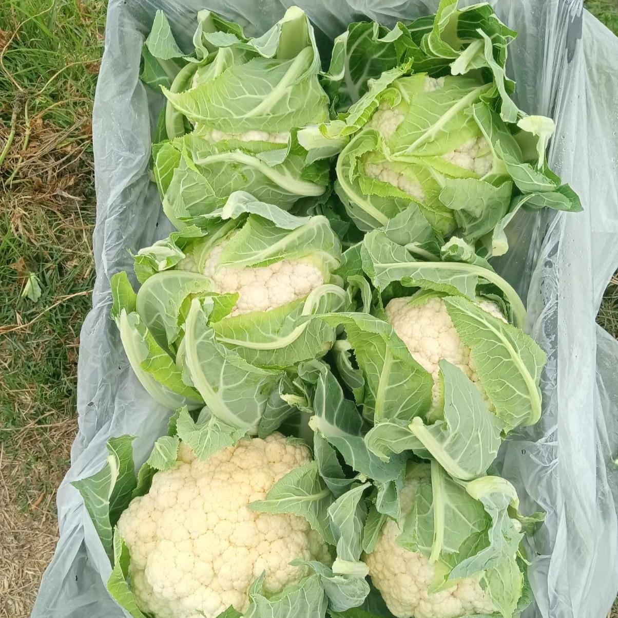 FRESH CAULIFLOWER