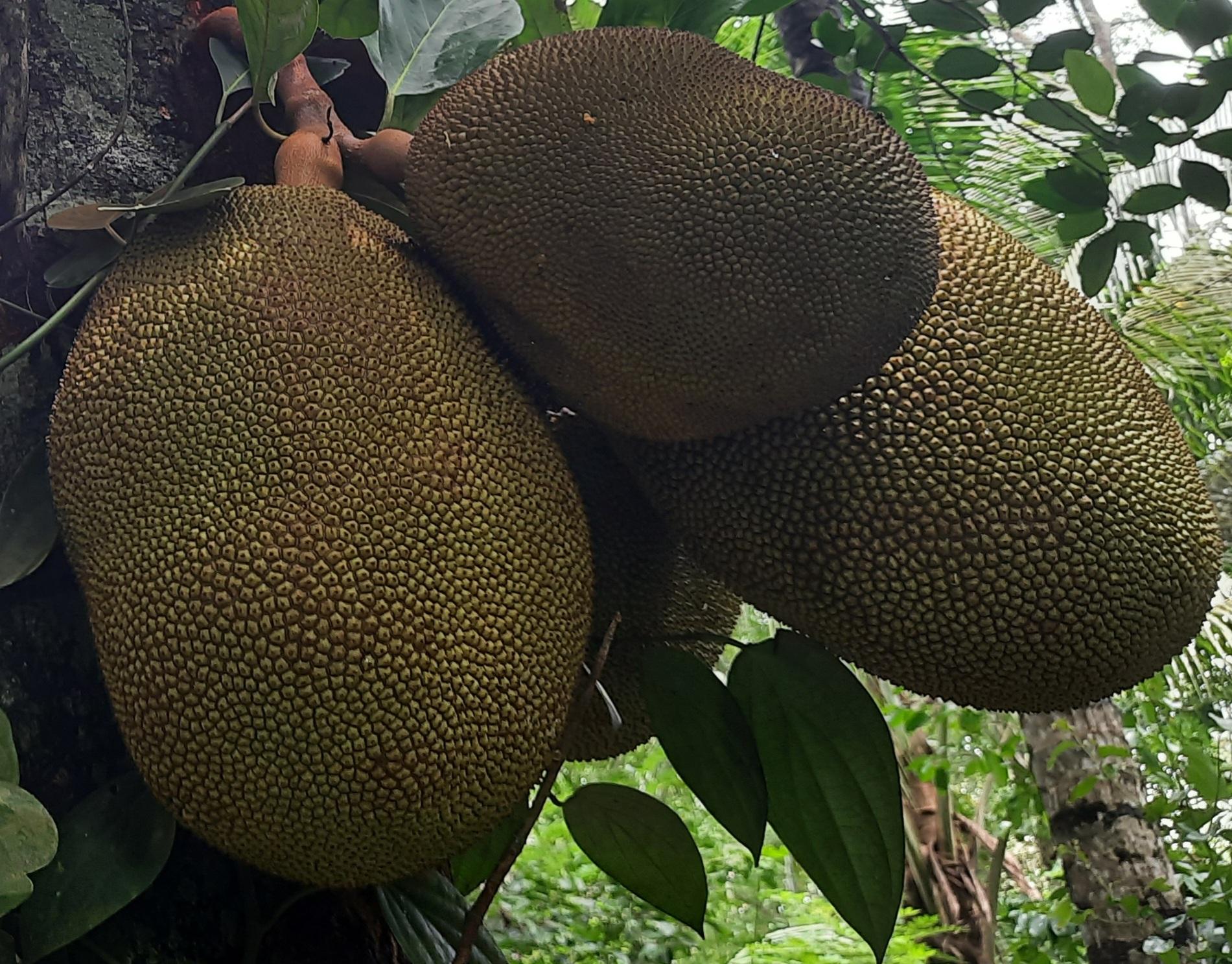 Raw Jackfruit