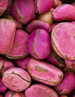 Kola Nut