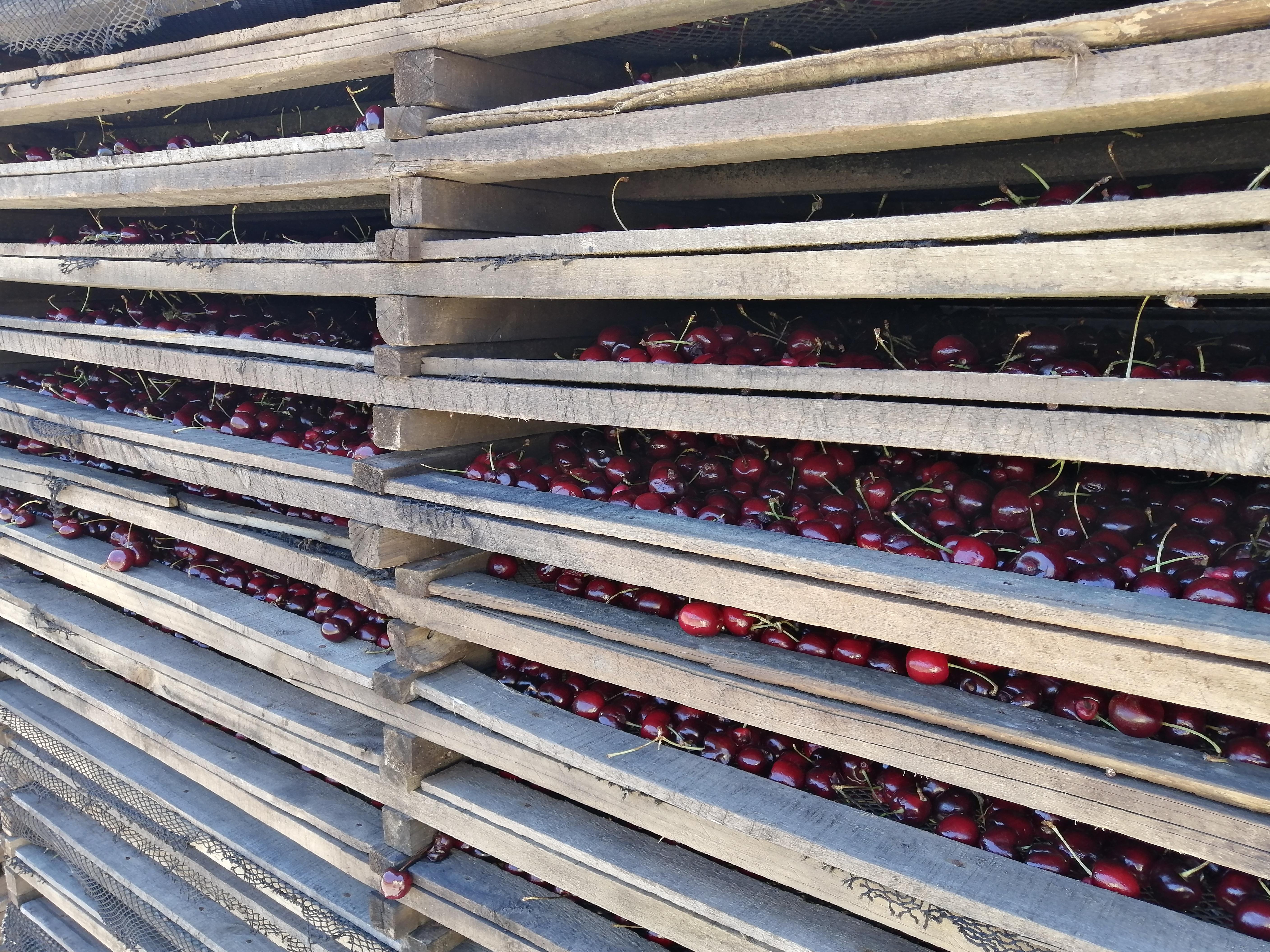 Dried Sweet Cherries