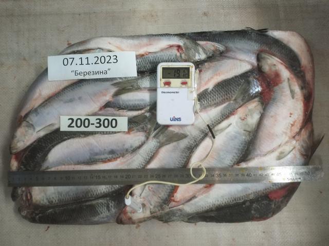 Pacific Herring