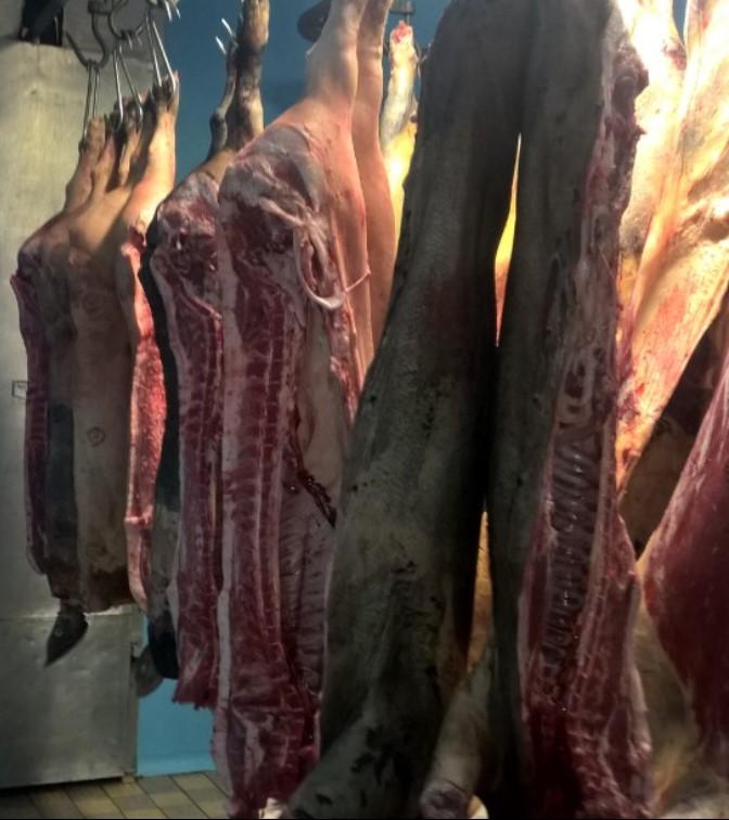 Fresh Pork
