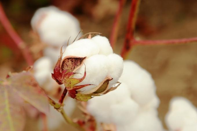 Cotton