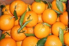 Fresh Mandarin