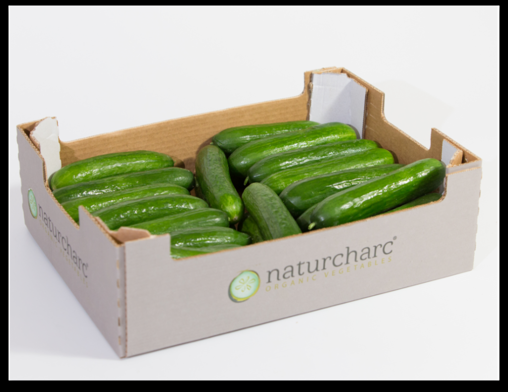 Fresh Cucumber