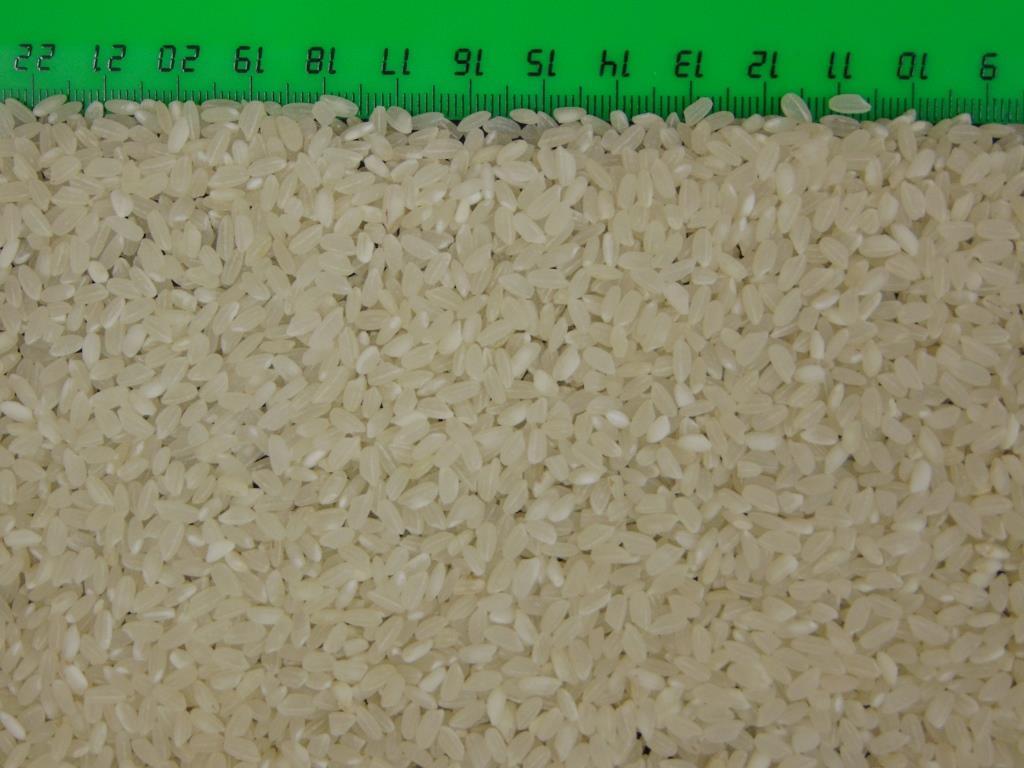 Rapan Rice