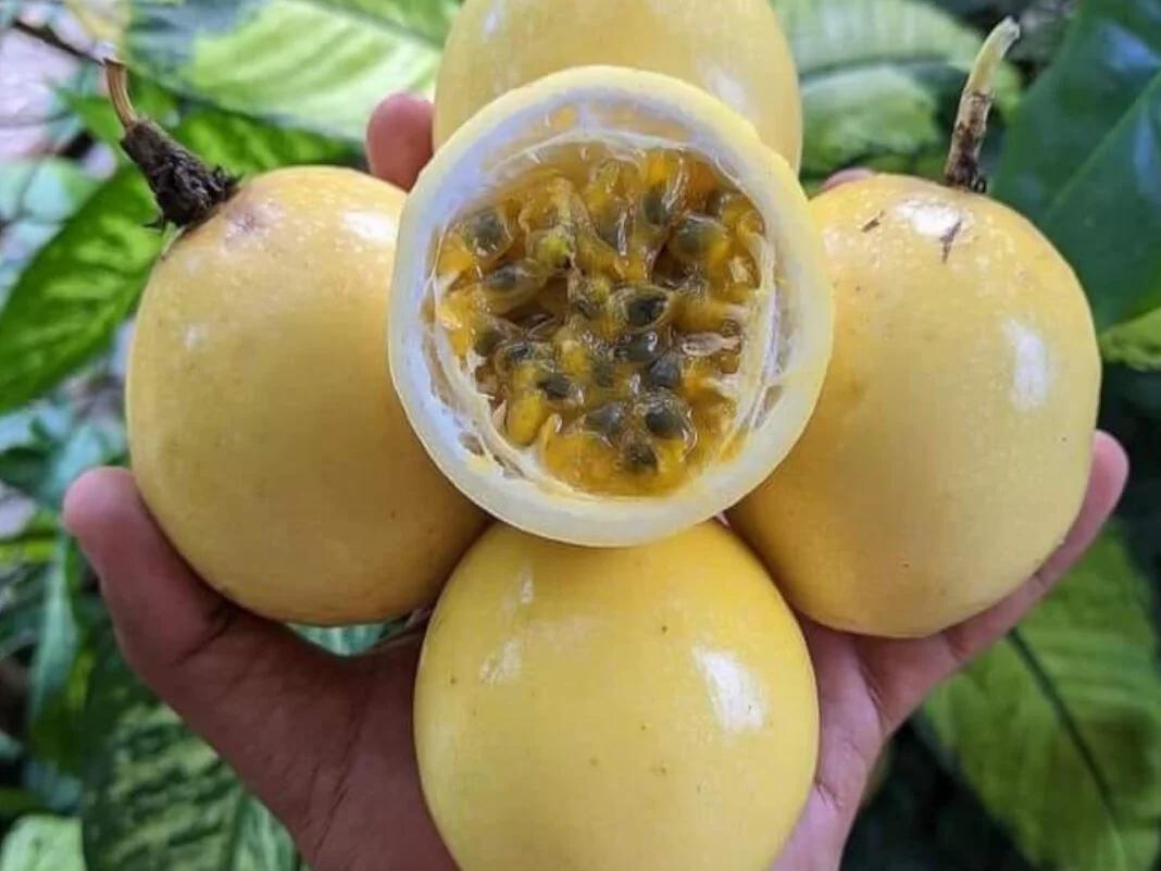 Yellow Passion Fruit – Colombia