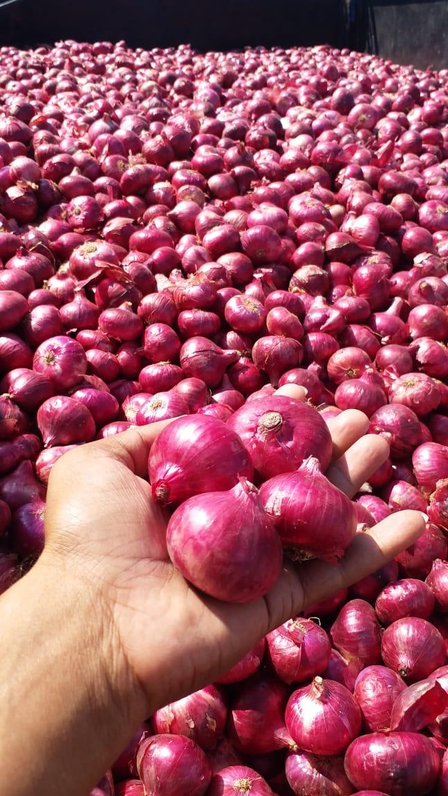 onion