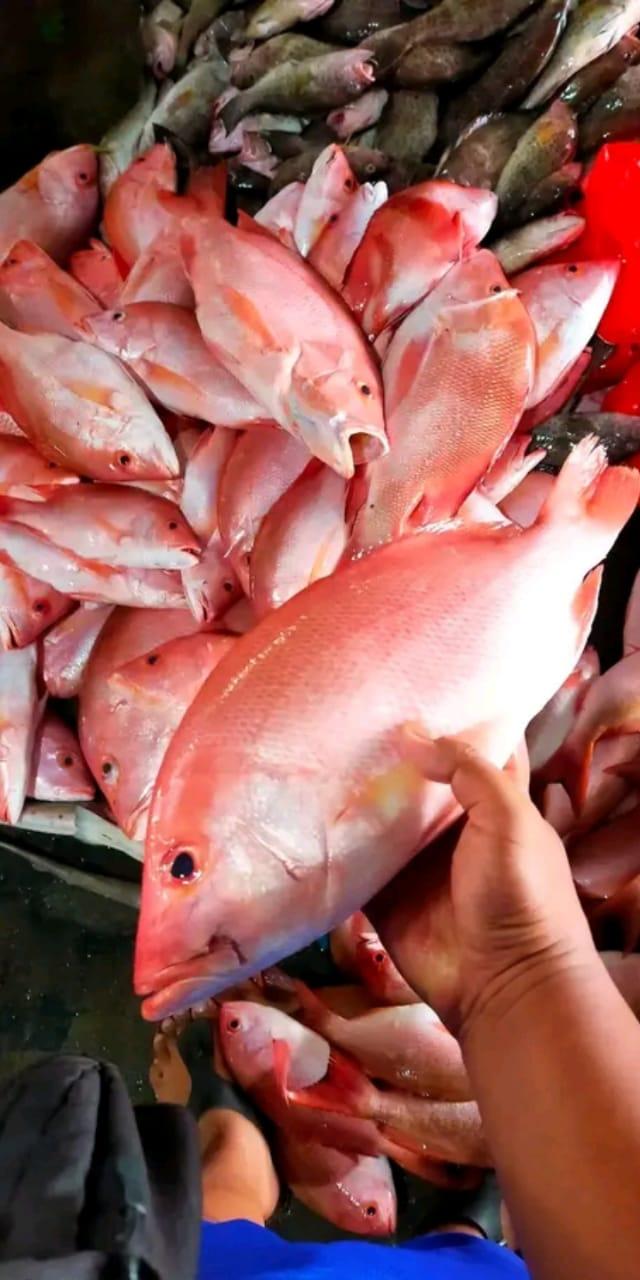 Red Snapper