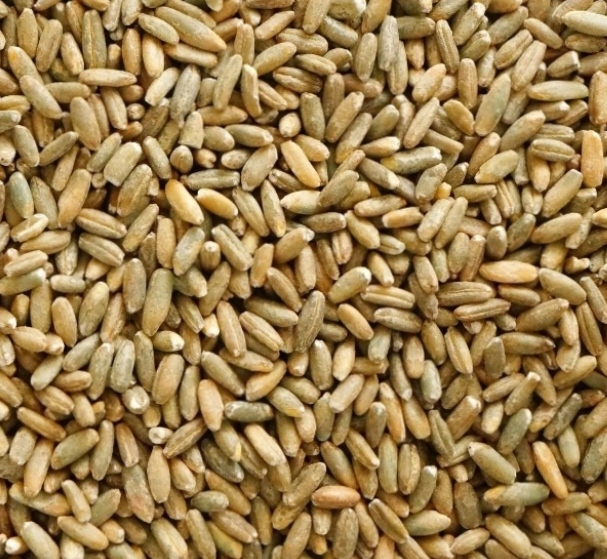 Wheat Flour