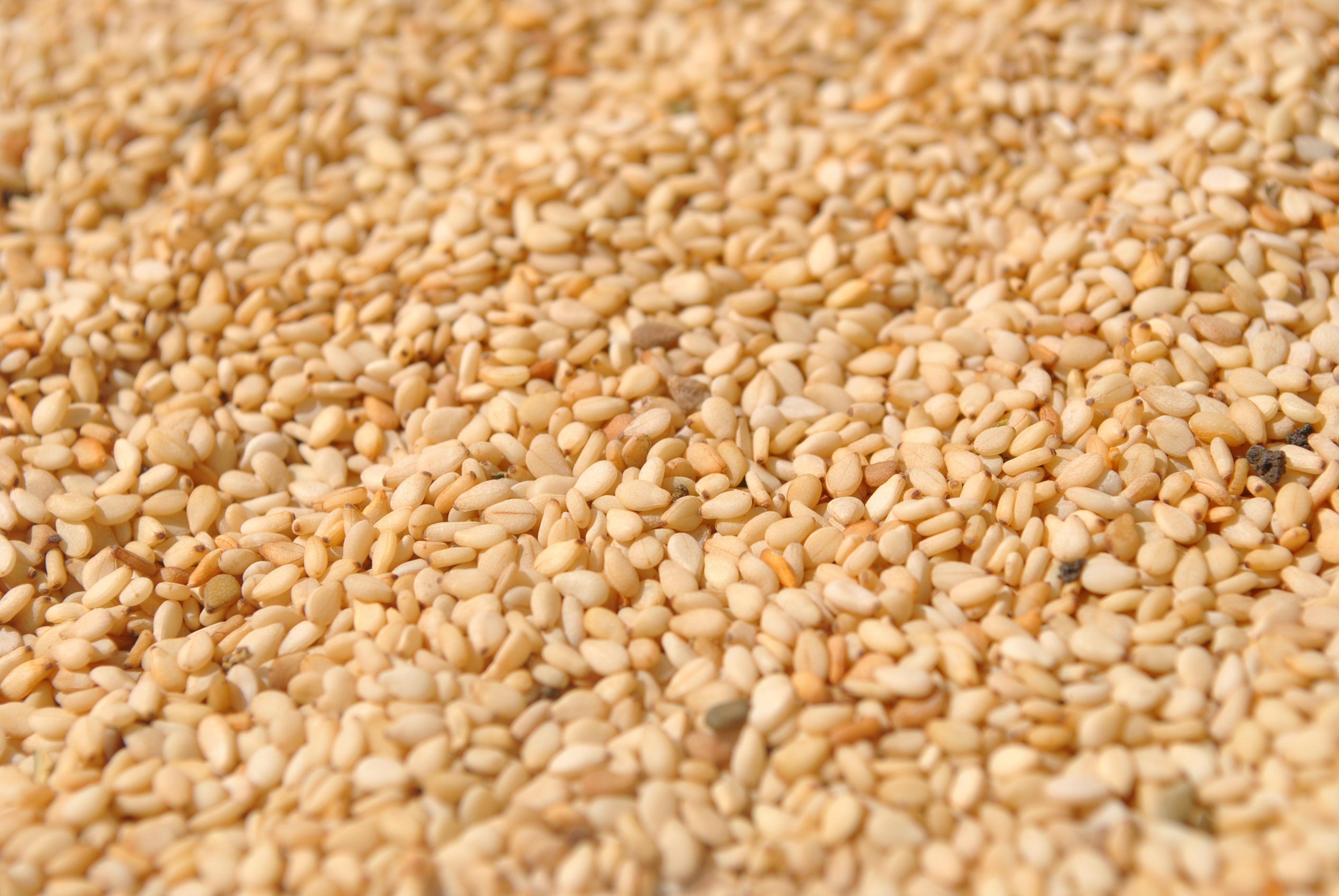 Sesame Seeds