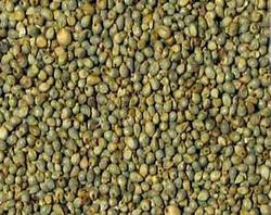 Soyabean Seed