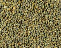 Millet Seed